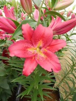 [5312 Tessala No01.JPG]